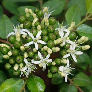 Alternative view of Murraya Koenigii Curry Leaf Plant 5-9 Inc Tall, 4 Inch Pot