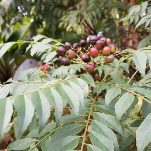 Alternative view of Murraya Koenigii Indian Curry Leaves Tree 4 Inch Pot, 5-9 Inc Tall