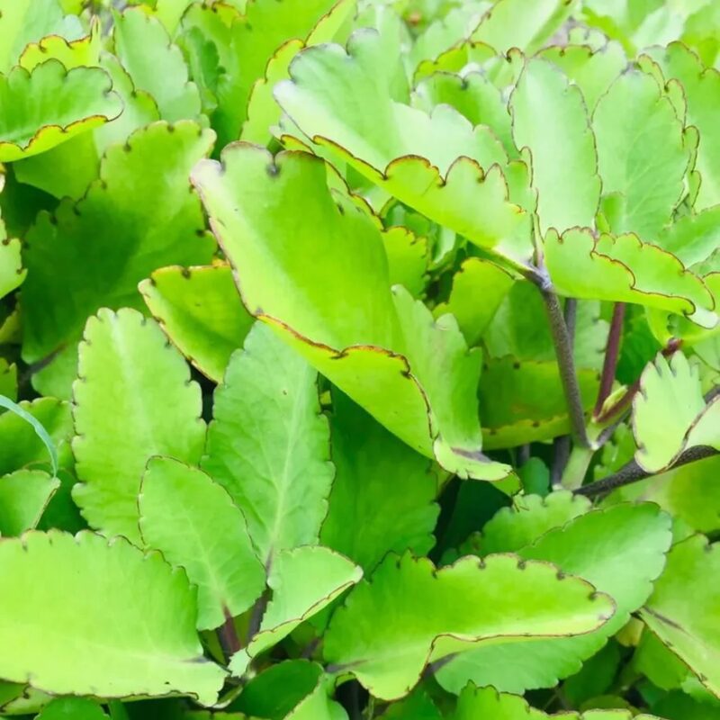 Kalanchoe Pinnata Plant Live, 4-8 Inch Tall, 4 Inc Pot - Image 4