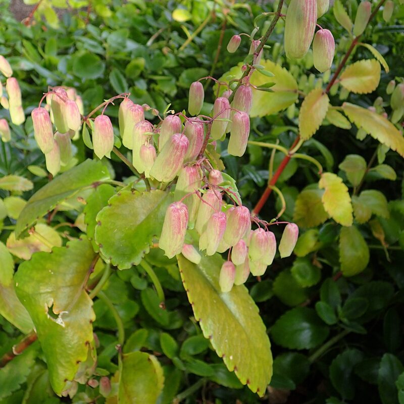 Kalanchoe Pinnata Plant Live, 4-8 Inch Tall, 4 Inc Pot - Image 3