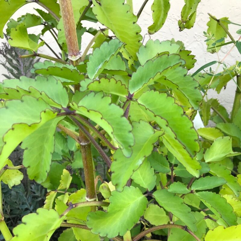 Kalanchoe Pinnata Live Plant, 4-8 Inch Tall, 4 Inc Pot - Image 6