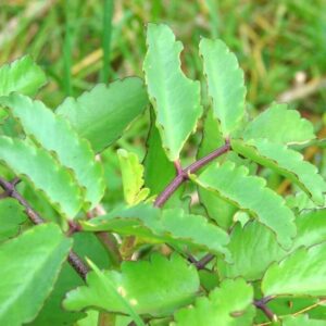 Kalanchoe Pinnata Live Plant, 4-8 Inch Tall, 4 Inc Pot
