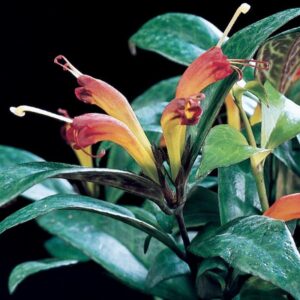 Aeschynanthus Black Pagoda Lipstick Plant Live, 2 Inch Pot