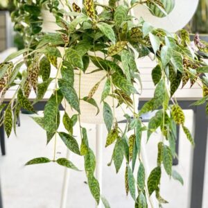 Alternative view of Aeschynanthus Black Pagoda Lipstick Plant Live, 2 Inch Pot