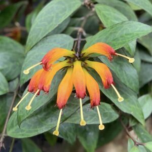 Alternative view of Black Pagoda Lipstick Plant Aeschynanthus, In 2 Inc Pot