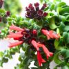 Aeschynanthus Twisted Lipstick Plant