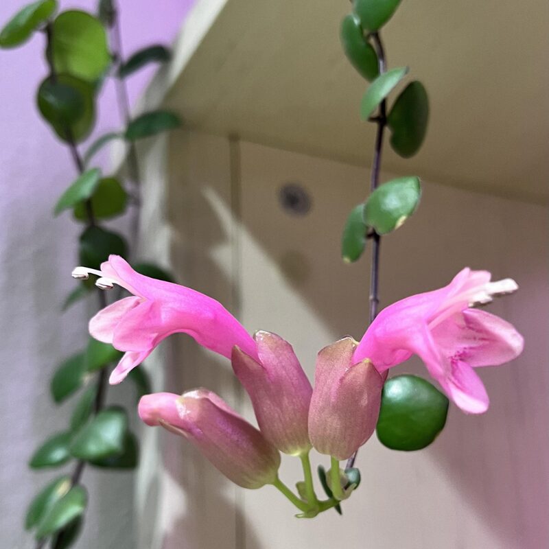 Aeschynanthus Pink Lipstick Plant - Image 5