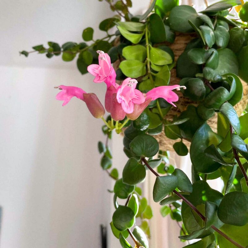 Aeschynanthus Pink Lipstick Plant - Image 6