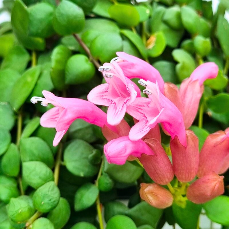 Aeschynanthus Pink Lipstick Plant - Image 4