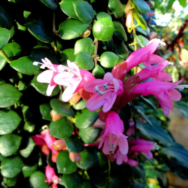 Aeschynanthus Pink Lipstick Plant - Image 2