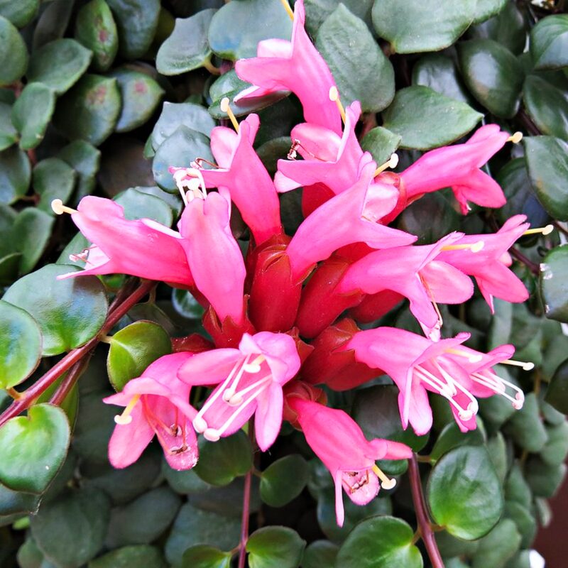Aeschynanthus Pink Lipstick Plant - Image 3