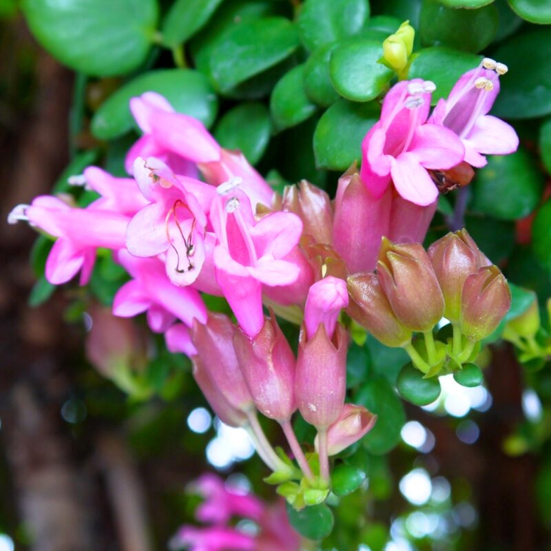 Aeschynanthus Pink Lipstick Plant