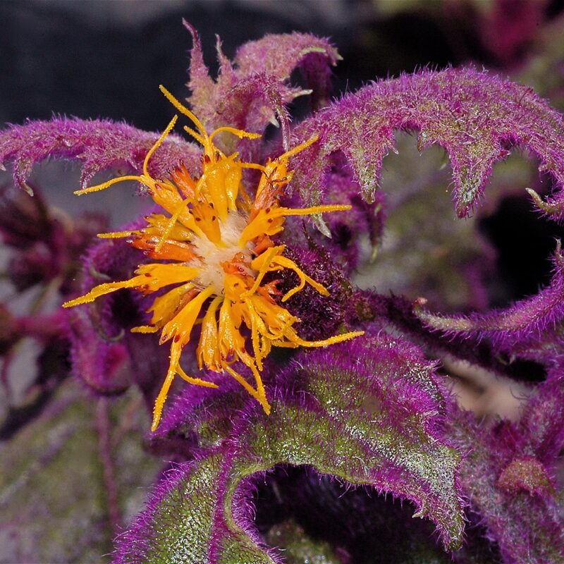 2 Gynura Aurantiaca Purple Passion Velvet, In 4 Inch Pot - Image 3