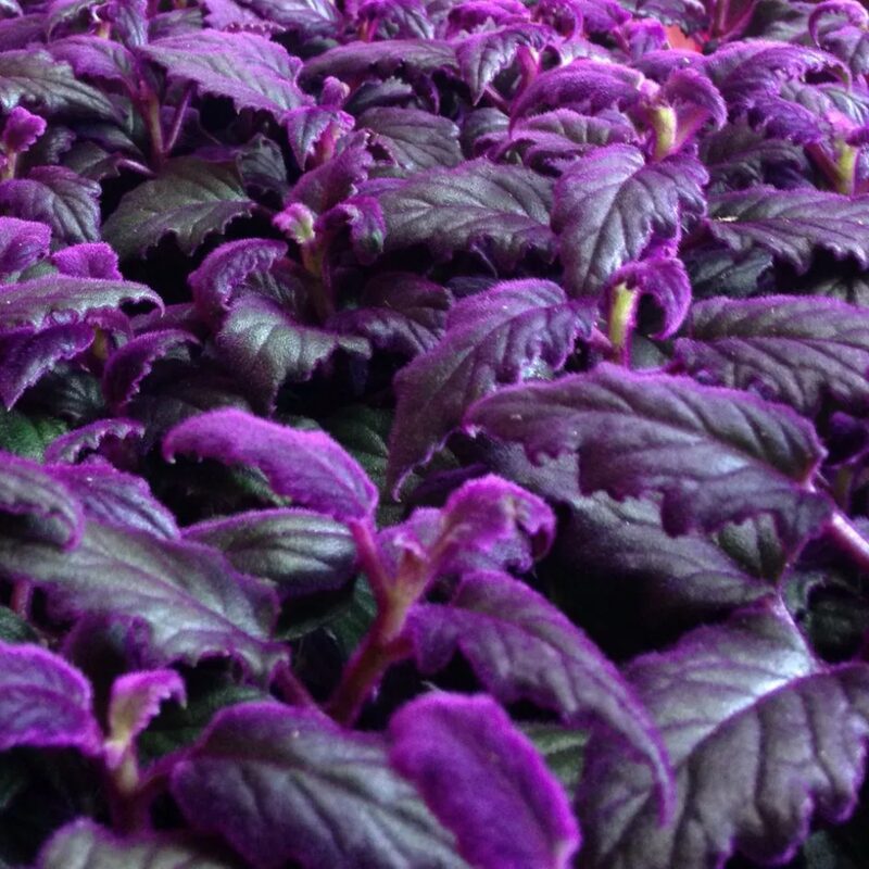 2 Gynura Aurantiaca Purple Passion Velvet, In 4 Inch Pot - Image 2