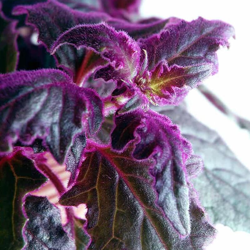2 Purple Passion Velvet Gynura Aurantiaca Plants, In 4 Inch Pot - Image 6