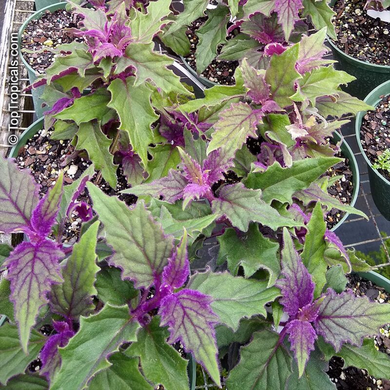 2 Purple Passion Velvet Gynura Aurantiaca Plants, In 4 Inch Pot - Image 5