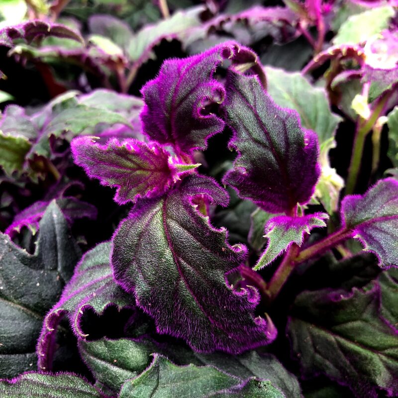 2 Gynura Aurantiaca Purple Passion Velvet Plants, In 4 Inch Pot - Image 3