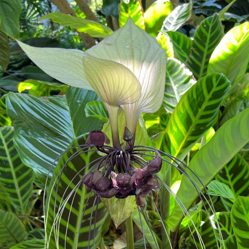 2 Tacca Integrifolia White Bat Orchid Plants In 2 Inch Pot, 2 Pots - Image 6