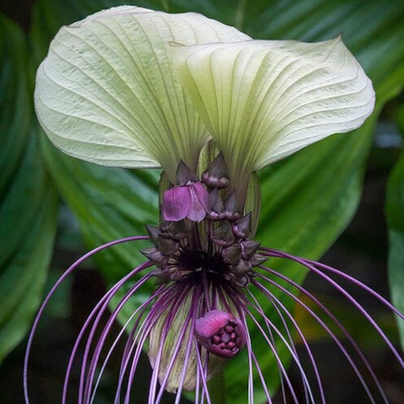 2 Tacca Integrifolia White Bat Orchid Plants In 2 Inch Pot, 2 Pots - Image 7