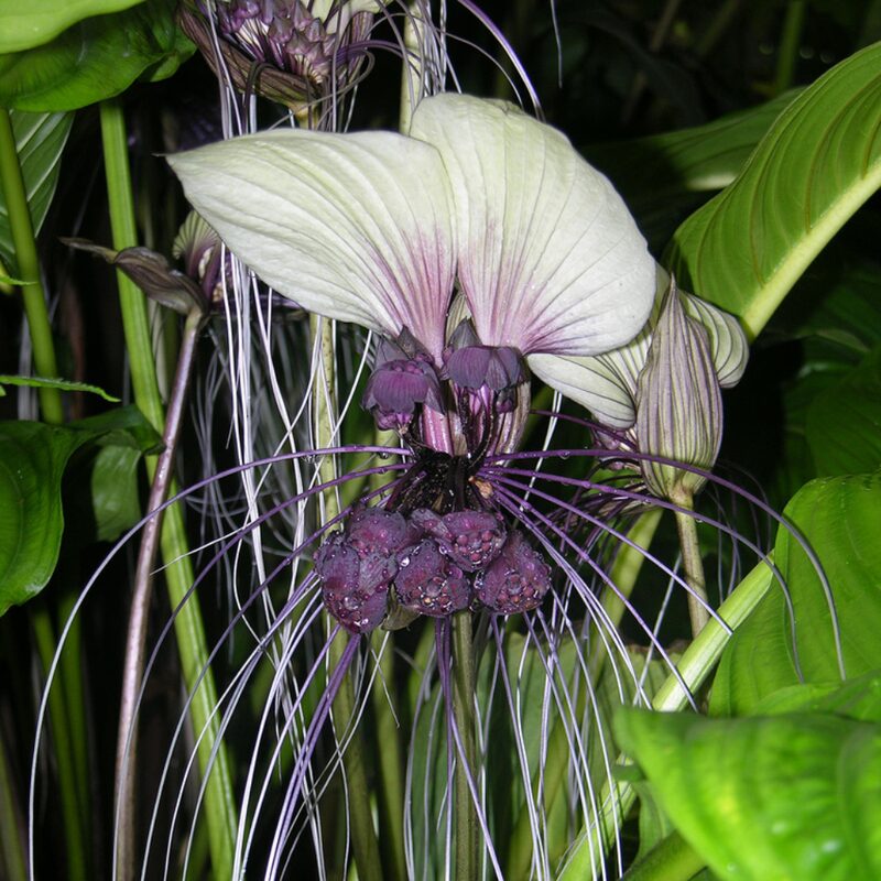 2 Tacca Integrifolia White Bat Orchid Plants In 2 Inch Pot, 2 Pots - Image 5