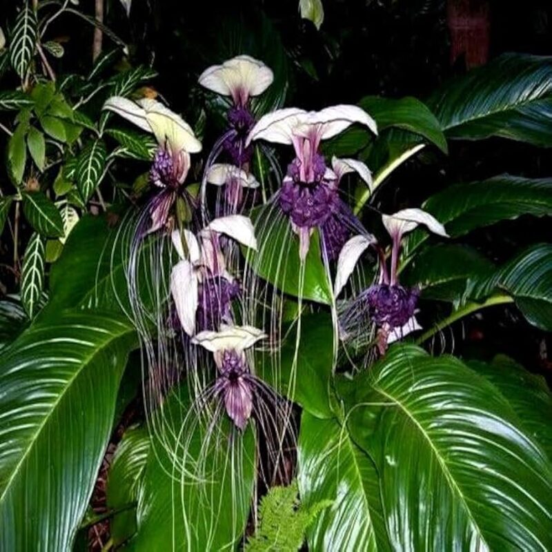 2 Tacca Integrifolia White Bat Orchid Plants In 2 Inch Pot, 2 Pots - Image 4