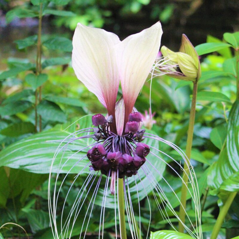 2 Tacca Integrifolia White Bat Orchid Plants In 2 Inch Pot, 2 Pots