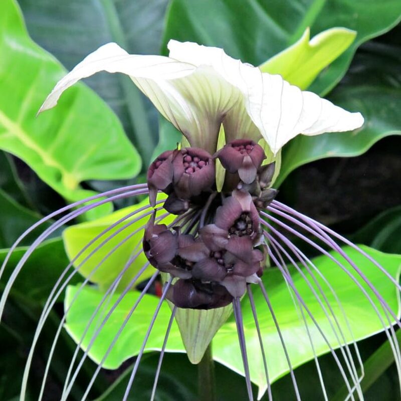 2 Tacca Integrifolia White Bat Orchid Plants In 2 Inch Pot, 2 Pots - Image 2