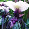 Tacca Integrifolia White Bat Plant 4 Inch Container