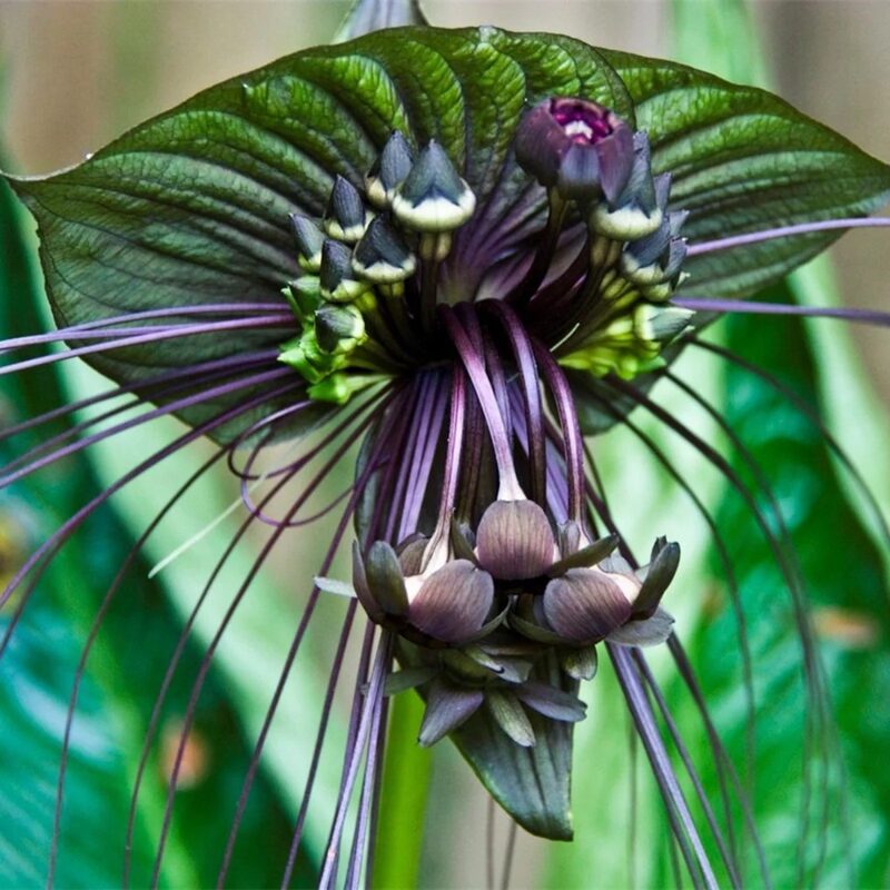 4 Tacca Chantrieri Black Bat Flower Plants, In 2 Inc Pot, 4 Pots - Image 6