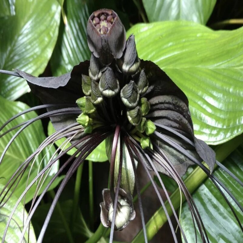 4 Tacca Chantrieri Black Bat Flower Plants, In 2 Inc Pot, 4 Pots - Image 4