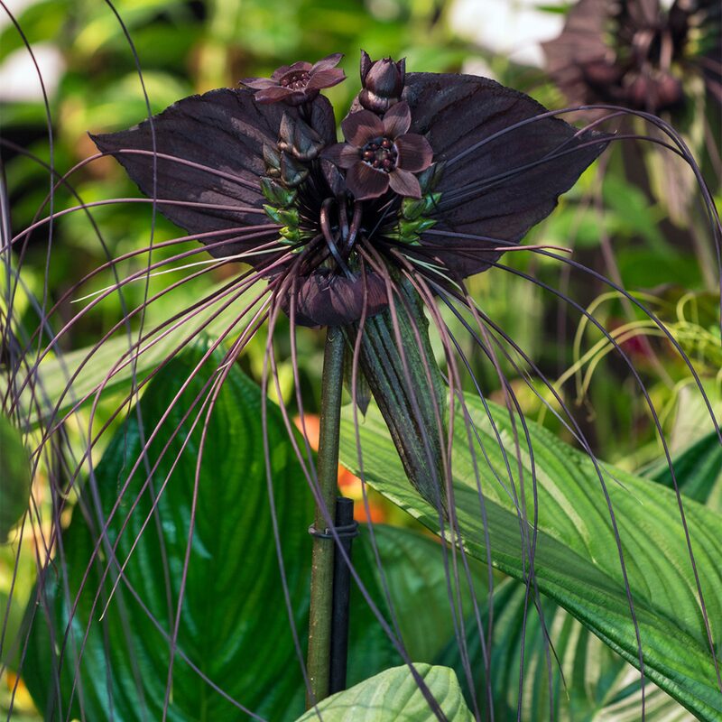 2 Black Bat Tacca Chantrieri Plants In 2 Inch Pot, 2 Pots - Image 7