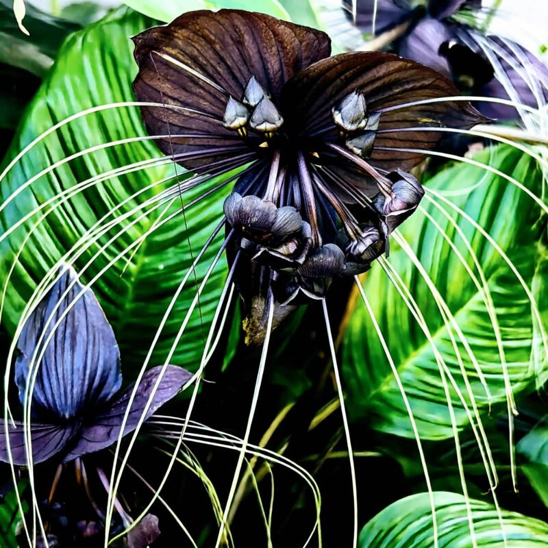 2 Black Bat Tacca Chantrieri Plants In 2 Inch Pot, 2 Pots - Image 5