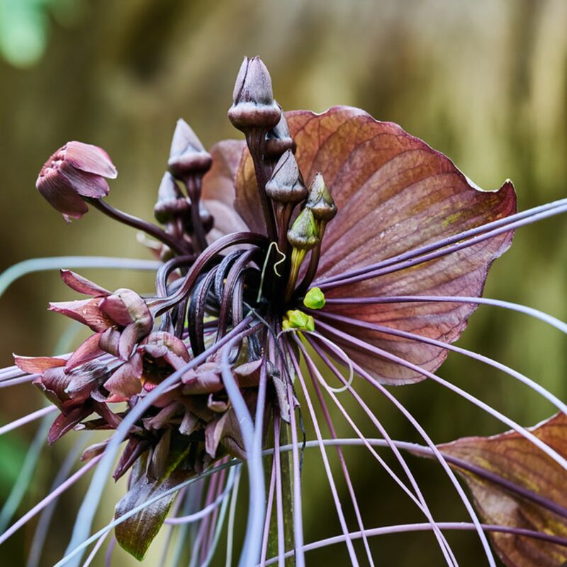 2 Black Bat Tacca Chantrieri Plants In 2 Inch Pot, 2 Pots - Image 4
