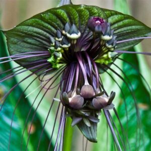 2 Black Bat Tacca Chantrieri Plants In 2 Inch Pot, 2 Pots
