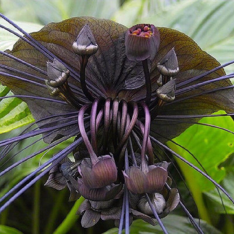 2 Black Bat Tacca Chantrieri Plants In 2 Inch Pot, 2 Pots - Image 3