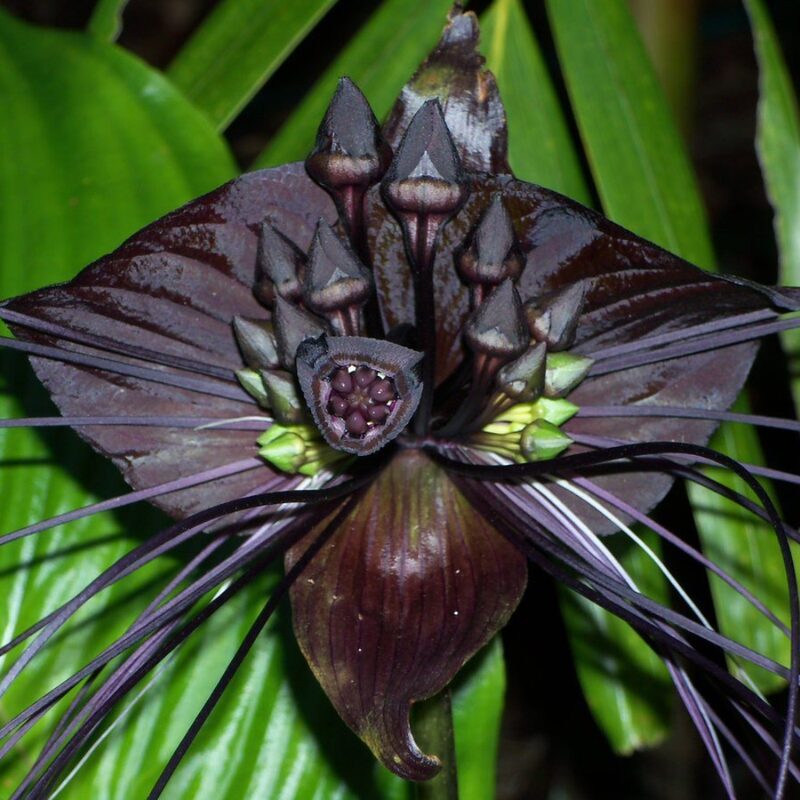 Tacca Chantrieri Black Bat Flower Plant In 4 Inch Pot - Image 6