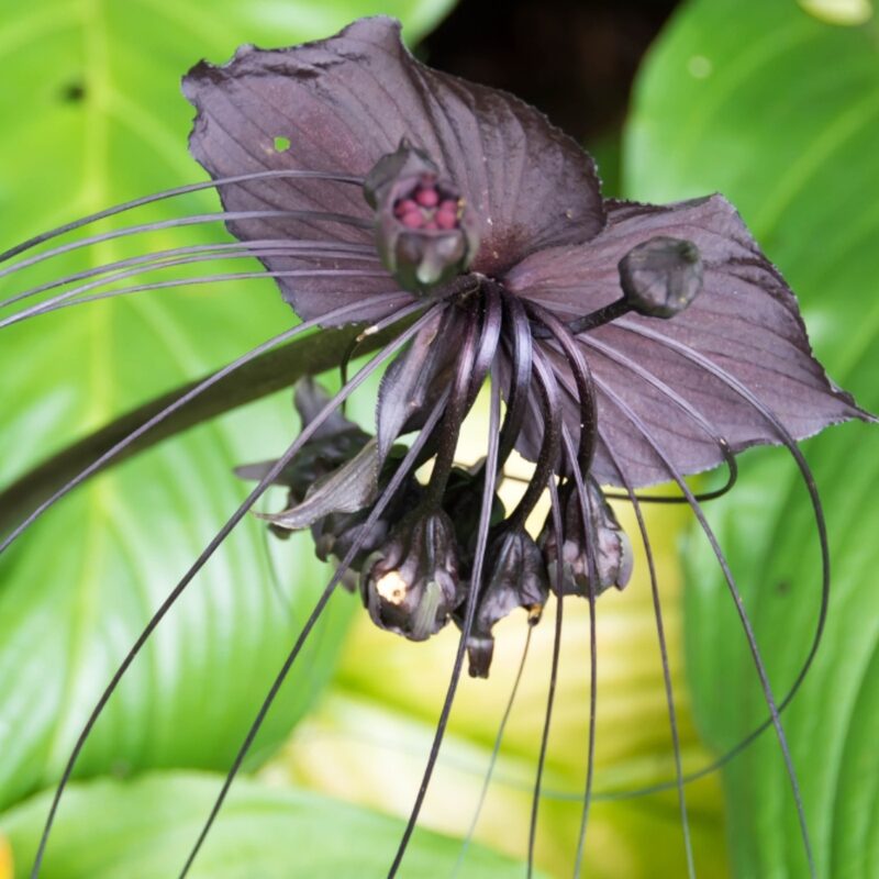 Tacca Chantrieri Black Bat Flower Plant In 4 Inch Pot - Image 2