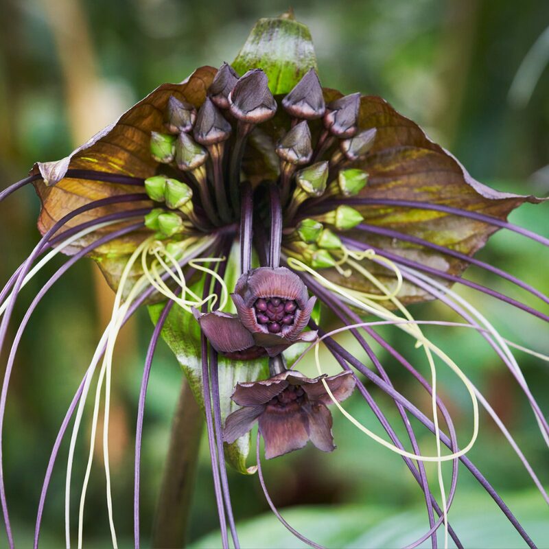 Tacca Chantrieri Black Bat Flower Plant In 4 Inch Pot