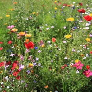 Alternative view of Dry Land Wildflower Seeds