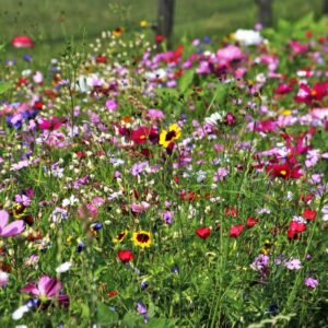Dry Land Wildflower Seeds