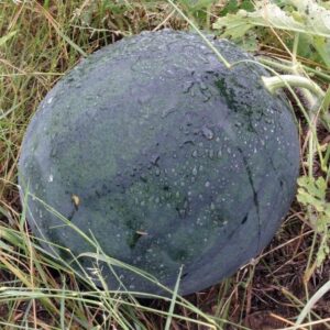 Florida Giant Watermelon Seeds