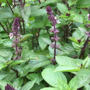 Alternative view of Cinnamon Basil Seeds, Ocuum Basilicum