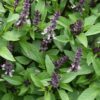 Cinnamon Basil Seeds, Ocuum Basilicum