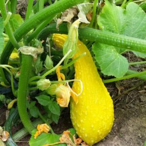 Alternative view of Yellow Crookneck Summer Squash Seeds