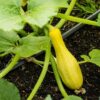 Yellow Crookneck Summer Squash Seeds