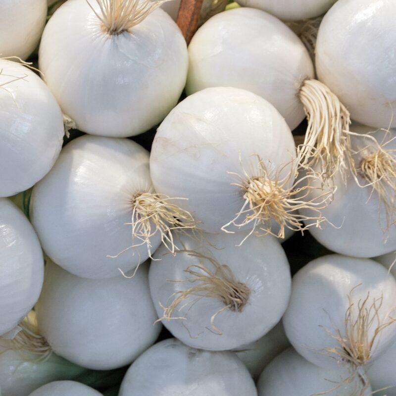 White Sweet Spanish Onion Seeds - Image 3