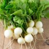 Hailstone White Globe Radish Seeds