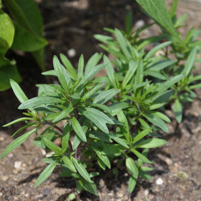 Summer Savory Herb Seeds, Chubrica - Image 3