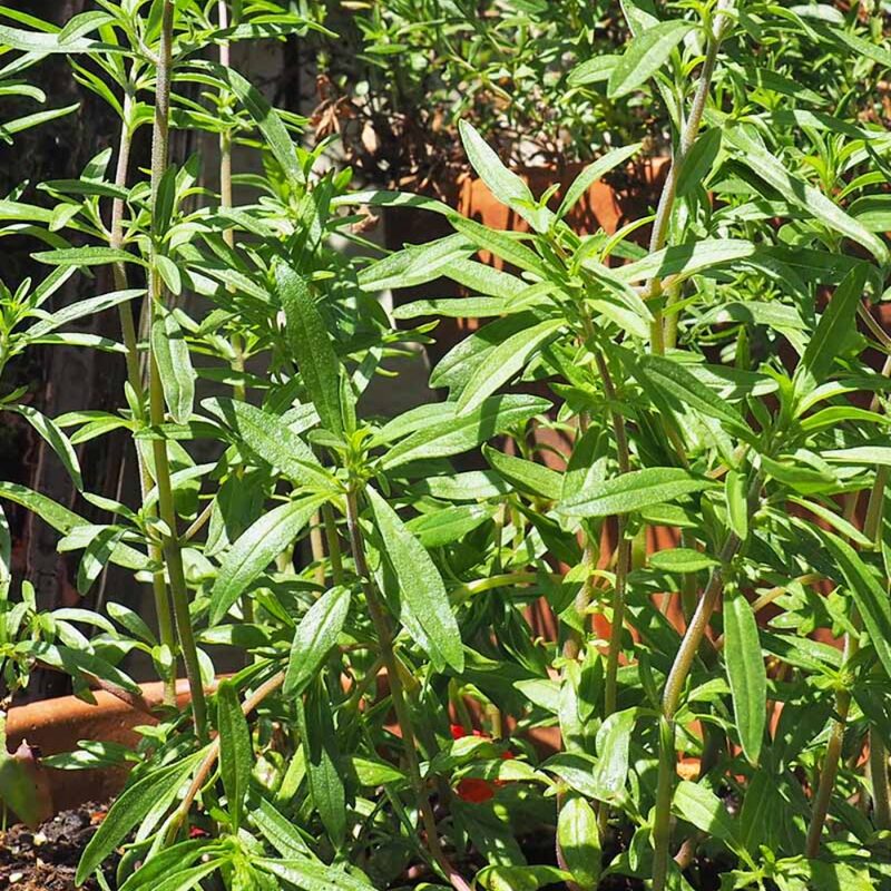 Summer Savory Herb Seeds, Chubrica - Image 4