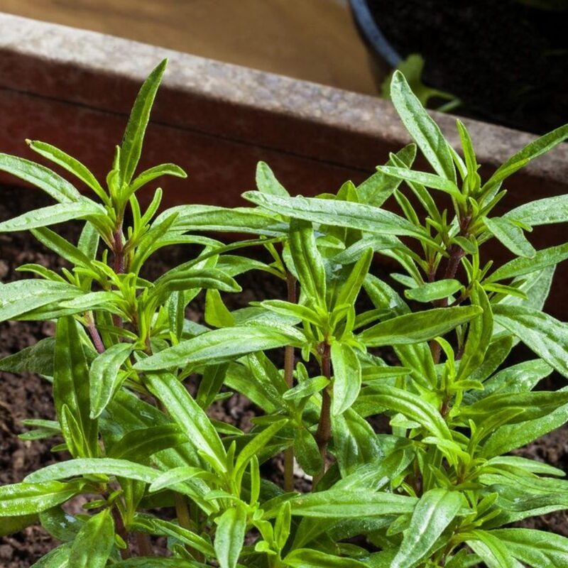 Summer Savory Herb Seeds, Chubrica - Image 2